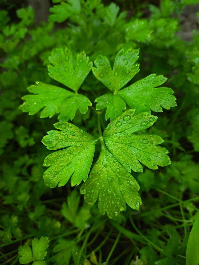 Le persil, source de vitamine C