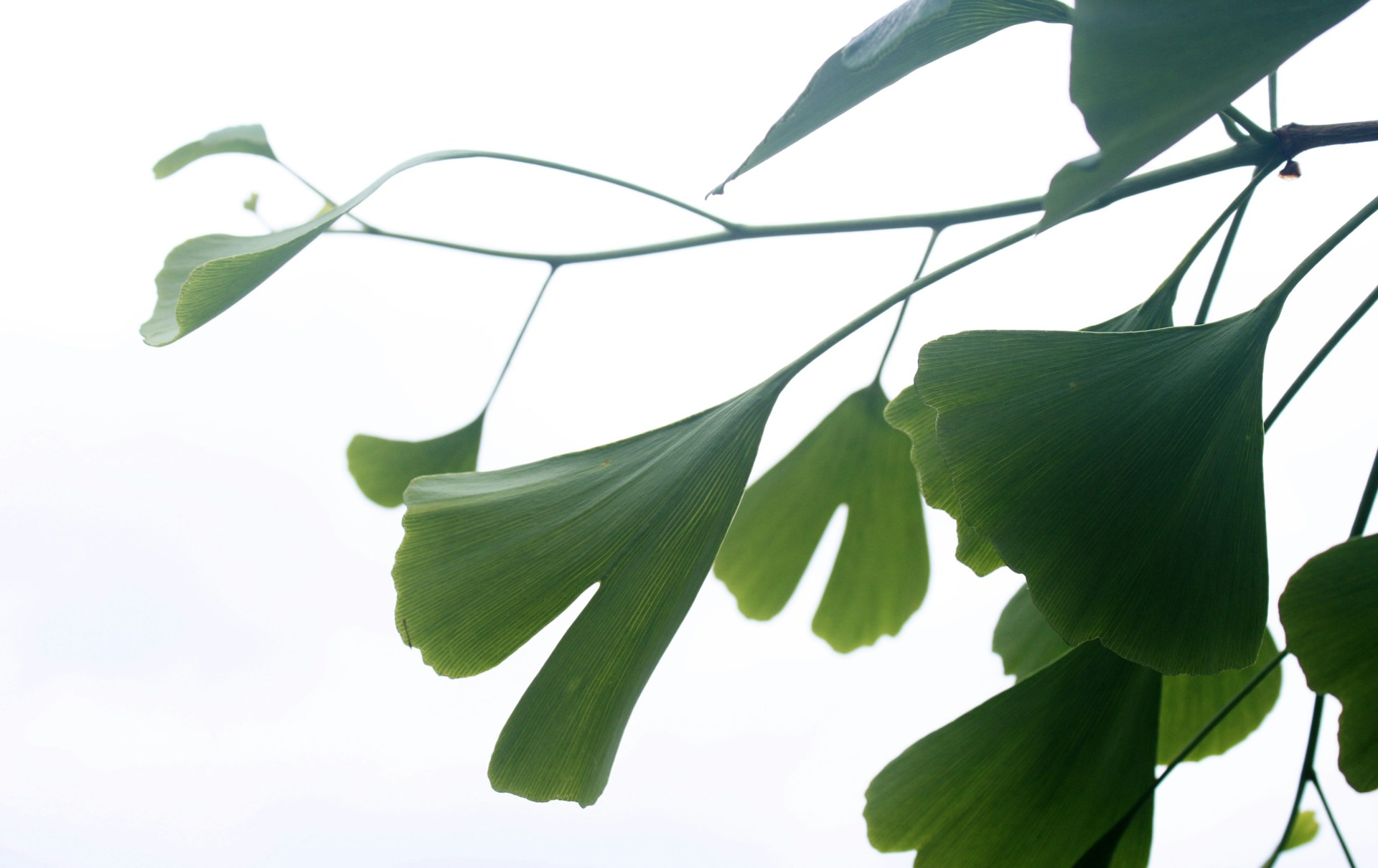 Ginko Biloba