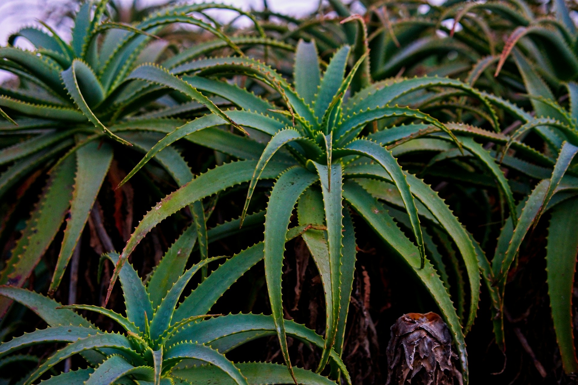 Aloe vera