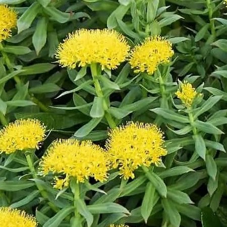 Rhodiola Rosea