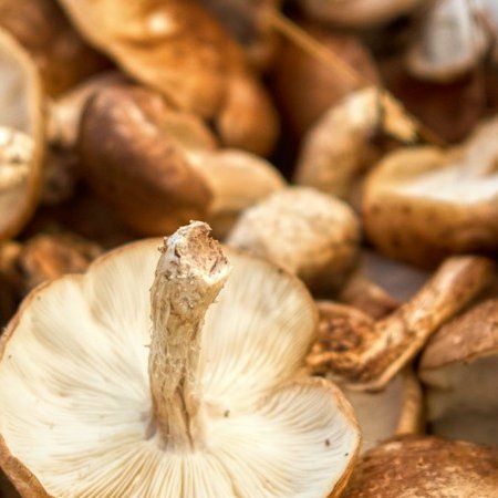 Vitamine B5