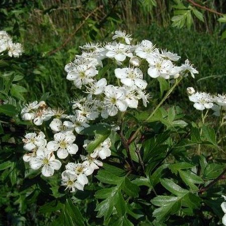 Aubépine