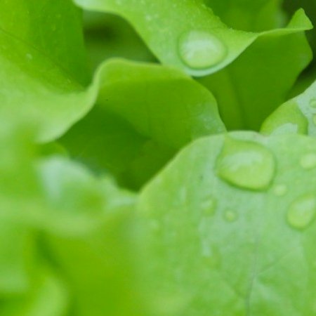 Vitamine K
