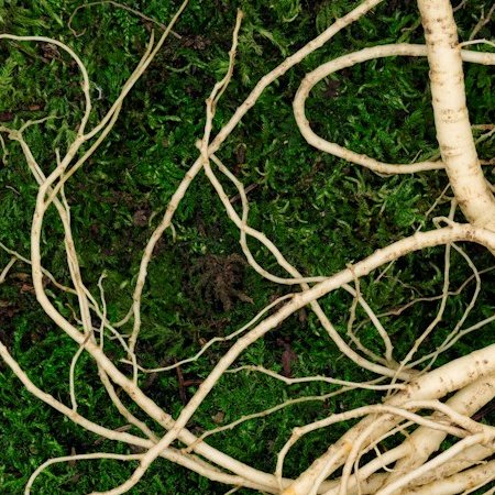 Ginseng
