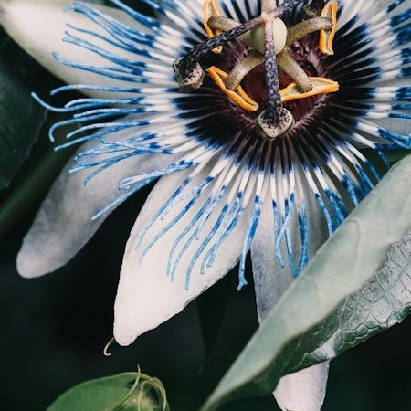 Passiflore