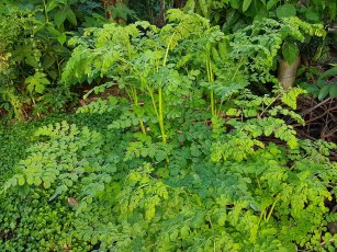 Moringa