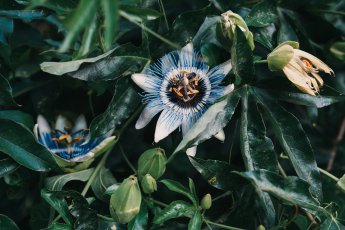 Passiflore