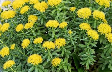 Rhodiola Rosea